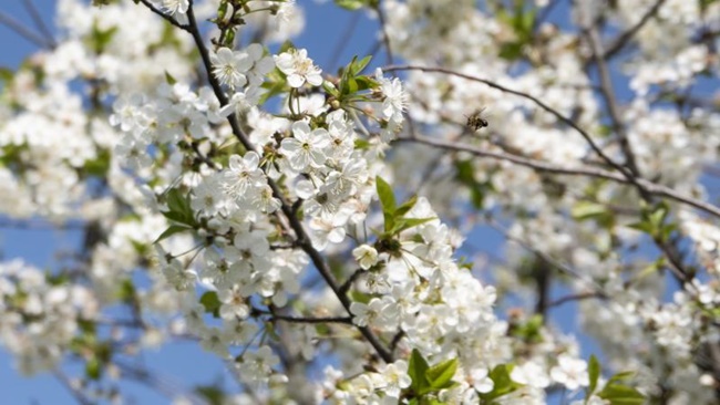 İLK CEMRE HAVAYA DÜŞTÜ