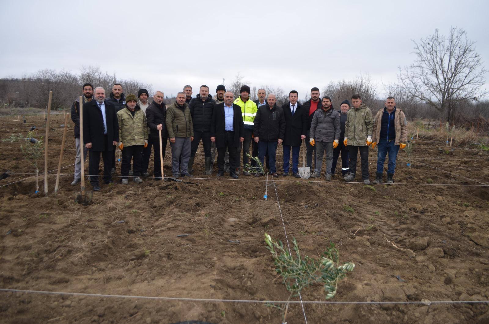 ATIL ARAZİ ZEYTİN BAHÇESİNE DÖNÜŞTÜRÜLDÜ