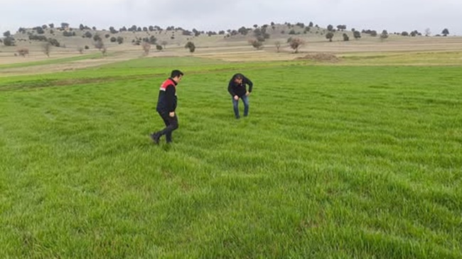 BUĞDAYLAR BÜYÜYOR