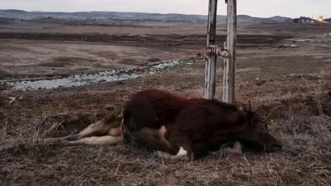 ELEKTRÄ°K AKIMINA KAPILAN HAYVAN TELEF OLDU