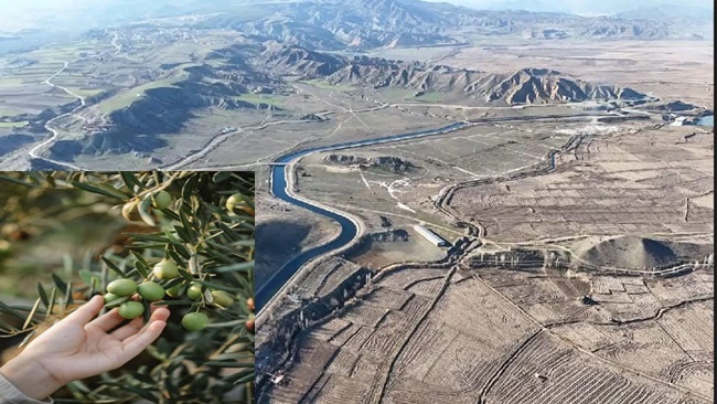 DODURGA, ZEYTİN ÜSSÜ OLACAK