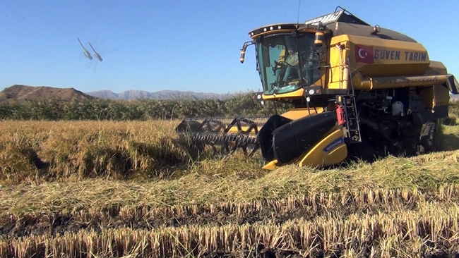 BEYAZ ALTININ HASADI BAÅžLADI