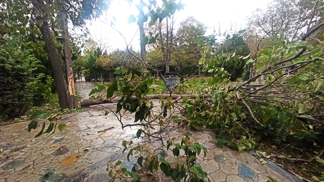 ÅžÄ°DDETLÄ° RÃœZGAR AÄžAÃ‡LARI DEVÄ°RDÄ°