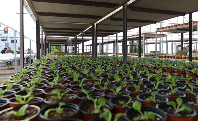 45 BÄ°N KIÅž Ã‡Ä°Ã‡EÄžÄ° TOPRAKLA BULUÅžTU