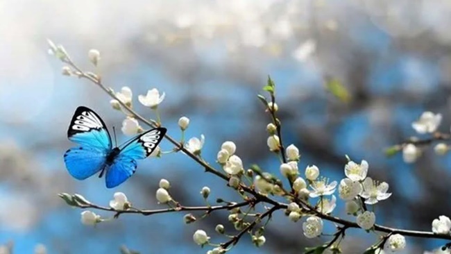 İLK CEMRE HAVAYA DÜŞTÜ