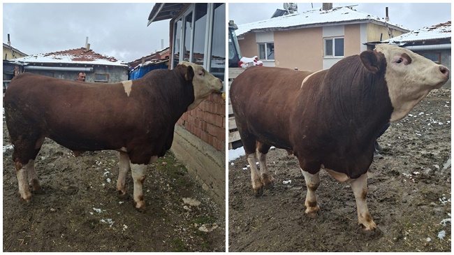 1 TON 100 KİLOLUK ‘POLAT’  400 BİN LİRAYA SATILDI