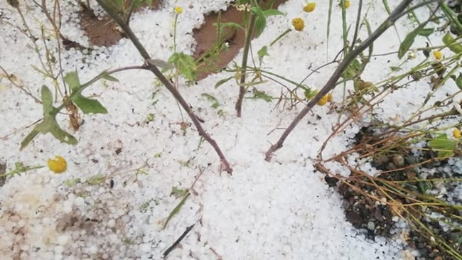 TARIM ARAZİLERİNİ DOLU VURDU!