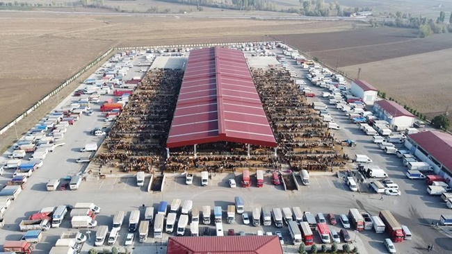 HAYVAN PAZARI AÇILIYOR