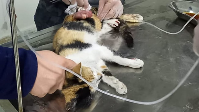 YARALI KEDİYİ HAYATA DÖNDÜRDÜ