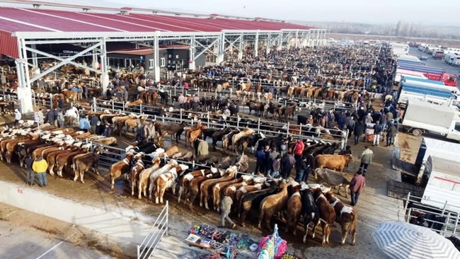 ÇORUM'DA HAYVAN PAZARI KAPATILDI